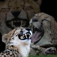0